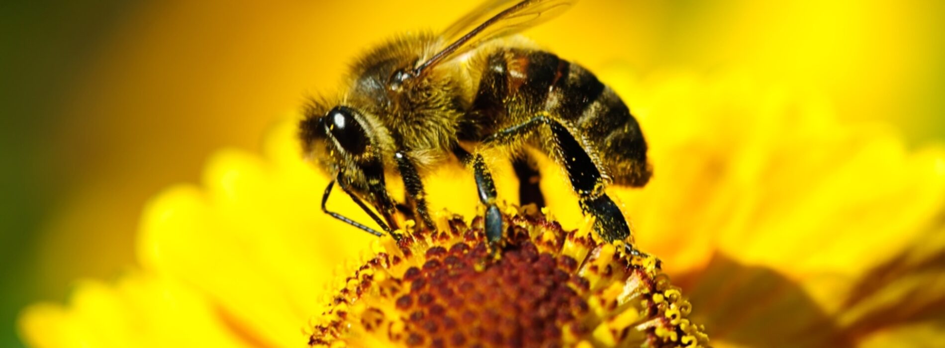 UWAGA! Zgnilec amerykański – choroba zakaźna pszczół – obszar miasta Zgierza